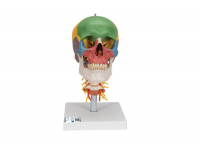 model szkieletu człowieka standard - 3b smart anatomy kat.1020171 a10 3b scientific modele anatomiczne 12
